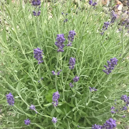 Wohlfuehl-pension Kreischberg By Martina סנט גאורגן אוב מוראו