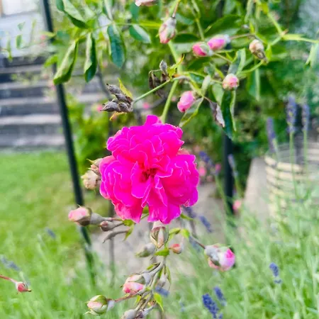 Wohlfuehl-pension Kreischberg By Martina 3* Sankt Georgen ob Murau