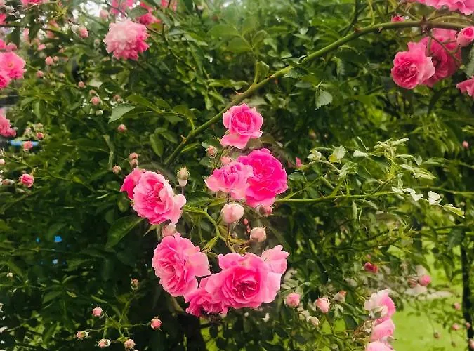 Wohlfuehl-pension Kreischberg By Martina 3*