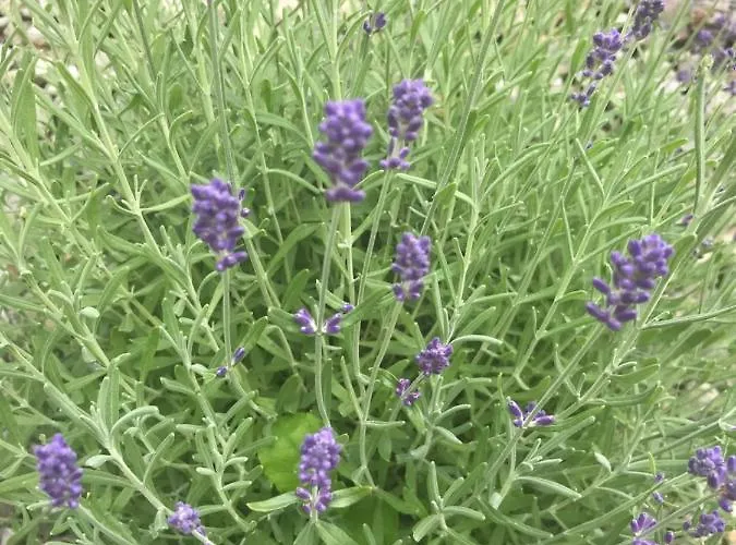 Wohlfuehl-pension Kreischberg By Martina 穆劳附近圣格奥尔根